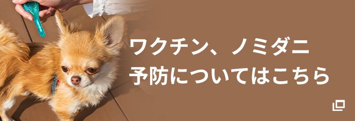 ワクチン、ノミダニ予防についてはこちら